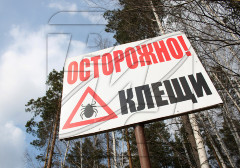 Медики рассказали, почему так много покусанных клещами